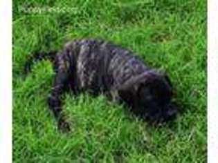 Mastiff Puppy for sale in Forney, TX, USA