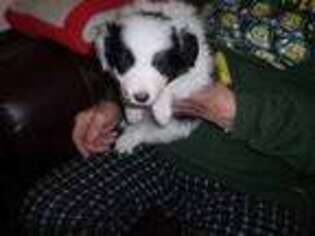 Border Collie Puppy for sale in Pearce, AZ, USA