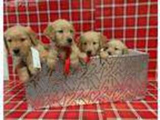 Golden Retriever Puppy for sale in Sunnyside, WA, USA