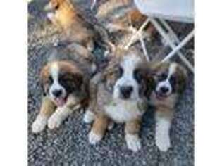 Bernese Mountain Dog Puppy for sale in Roy, WA, USA