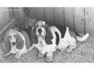 Basset Hound Puppy for sale in Union, WA, USA