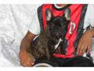 French Bulldog Puppy for sale in North Vernon, IN, USA