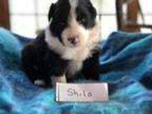 Australian Shepherd Puppy for sale in Island Pond, VT, USA