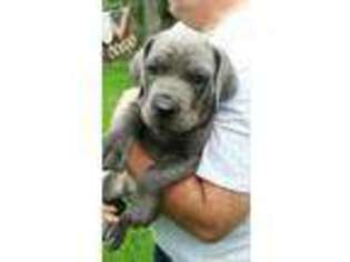 Cane Corso Puppy for sale in Broadalbin, NY, USA