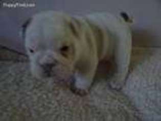 Bulldog Puppy for sale in Stover, MO, USA