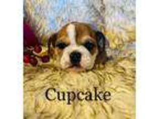 Bulldog Puppy for sale in Miles, TX, USA