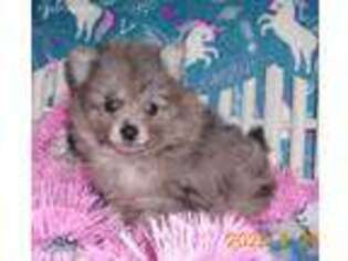 Pomeranian Puppy for sale in Roseville, IL, USA