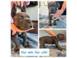 Cane Corso Puppy for sale in Oakley, CA, USA
