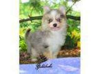 Pomeranian Puppy for sale in Hayesville, OH, USA