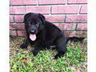 German Shepherd Dog Puppy for sale in Auburndale, FL, USA