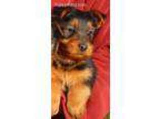 Australian Terrier Puppy for sale in Newport, WA, USA