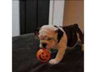 Bulldog Puppy for sale in Westfield, WI, USA