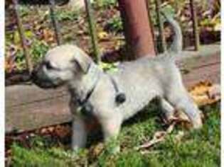 Irish Wolfhound Puppy for sale in Friendship, IN, USA