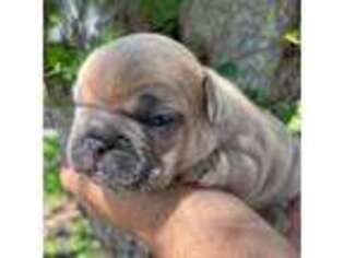 French Bulldog Puppy for sale in Palm Coast, FL, USA