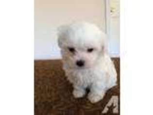 Maltese Puppy for sale in HARTWELL, GA, USA