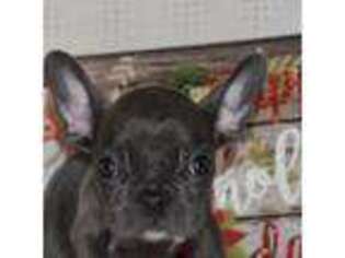 French Bulldog Puppy for sale in Allendale, MI, USA