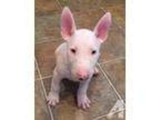 Bull Terrier Puppy for sale in LAS VEGAS, NV, USA