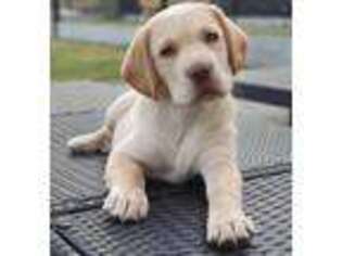 Labrador Retriever Puppy for sale in Conyers, GA, USA