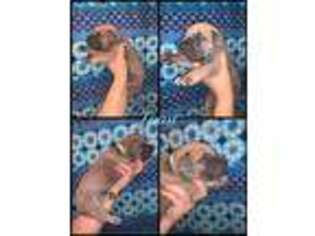 Great Dane Puppy for sale in Dawson, PA, USA