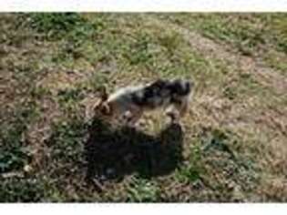 Pembroke Welsh Corgi Puppy for sale in Granbury, TX, USA