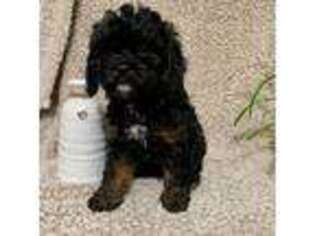 Cavapoo Puppy for sale in Placerville, CA, USA