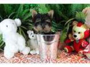 Yorkshire Terrier Puppy for sale in Saint Charles, MO, USA