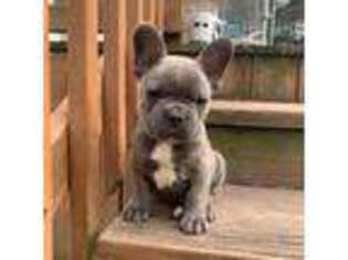 French Bulldog Puppy for sale in Standish, MI, USA