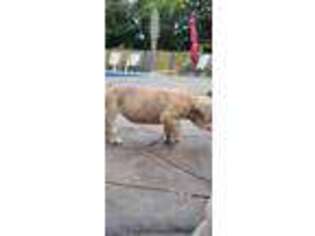 Olde English Bulldogge Puppy for sale in Calera, AL, USA
