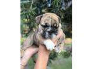 Bulldog Puppy for sale in New Port Richey, FL, USA