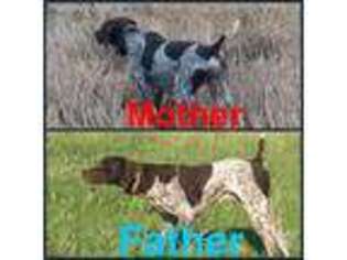 German Shorthaired Pointer Puppy for sale in Enid, OK, USA