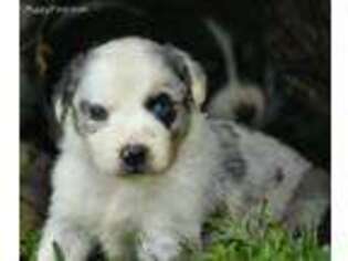 Australian Shepherd Puppy for sale in Suring, WI, USA