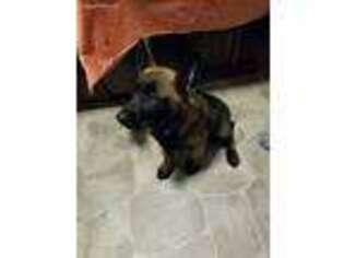 Belgian Malinois Puppy for sale in Hamilton, OH, USA