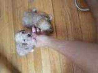 Mutt Puppy for sale in HAMDEN, CT, USA