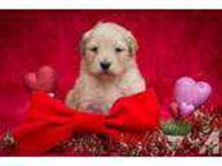 Goldendoodle Puppy for sale in ALBEMARLE, NC, USA