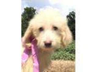 Labradoodle Puppy for sale in Sawyer, OK, USA