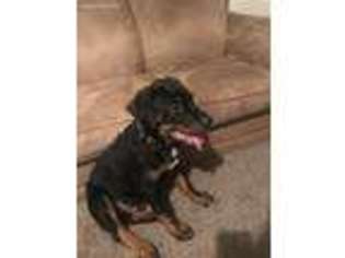 Rottweiler Puppy for sale in Alliance, NE, USA