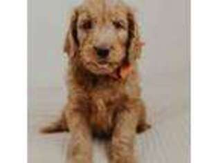 Goldendoodle Puppy for sale in Ava, MO, USA
