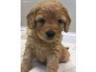 Goldendoodle Puppy for sale in Russiaville, IN, USA