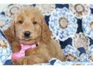 Goldendoodle Puppy for sale in Massillon, OH, USA