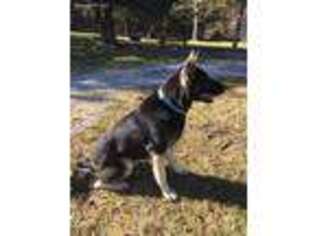German Shepherd Dog Puppy for sale in Fordland, MO, USA