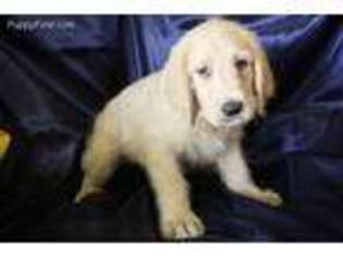 Labradoodle Puppy for sale in Neodesha, KS, USA