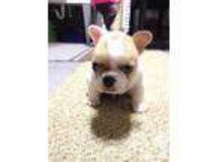 French Bulldog Puppy for sale in KELSO, WA, USA