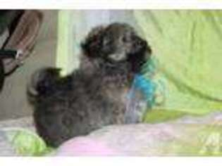 Havanese Puppy for sale in NORTH VERNON, IN, USA