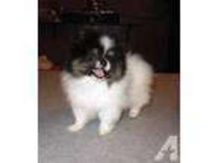 Pomeranian Puppy for sale in PHILADELPHIA, PA, USA