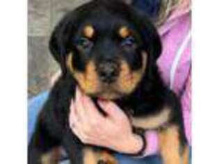 Rottweiler Puppy for sale in Tualatin, OR, USA