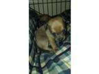 Chihuahua Puppy for sale in Bradner, OH, USA