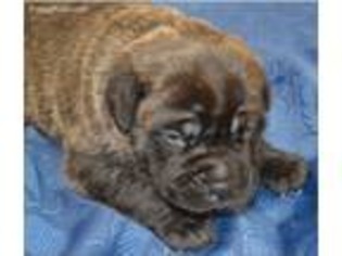 Mastiff Puppy for sale in Athens, AL, USA