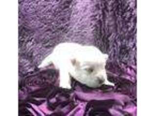 West Highland White Terrier Puppy for sale in Meridian, MS, USA