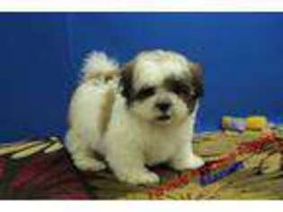 Mal-Shi Puppy for sale in Hickory, NC, USA