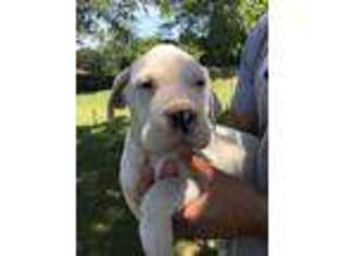 Dogo Argentino Puppy for sale in Dallas, TX, USA